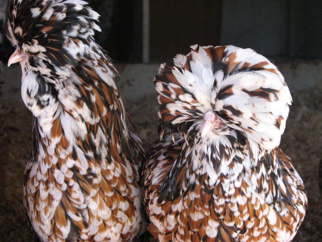 Brahma Chicken Silver Laced Partridge - Pipinchick Silkies