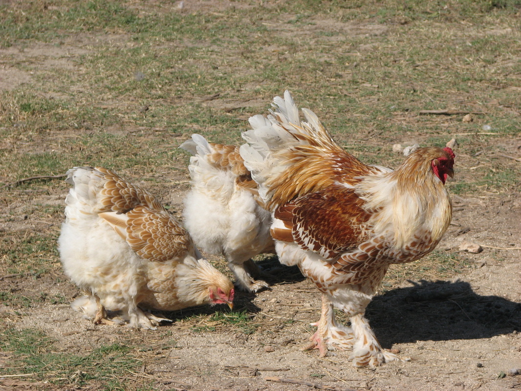 Gold laced Brahma hens chickens. Find Hatching eggs at my farm. Rainbow  Brahma farm