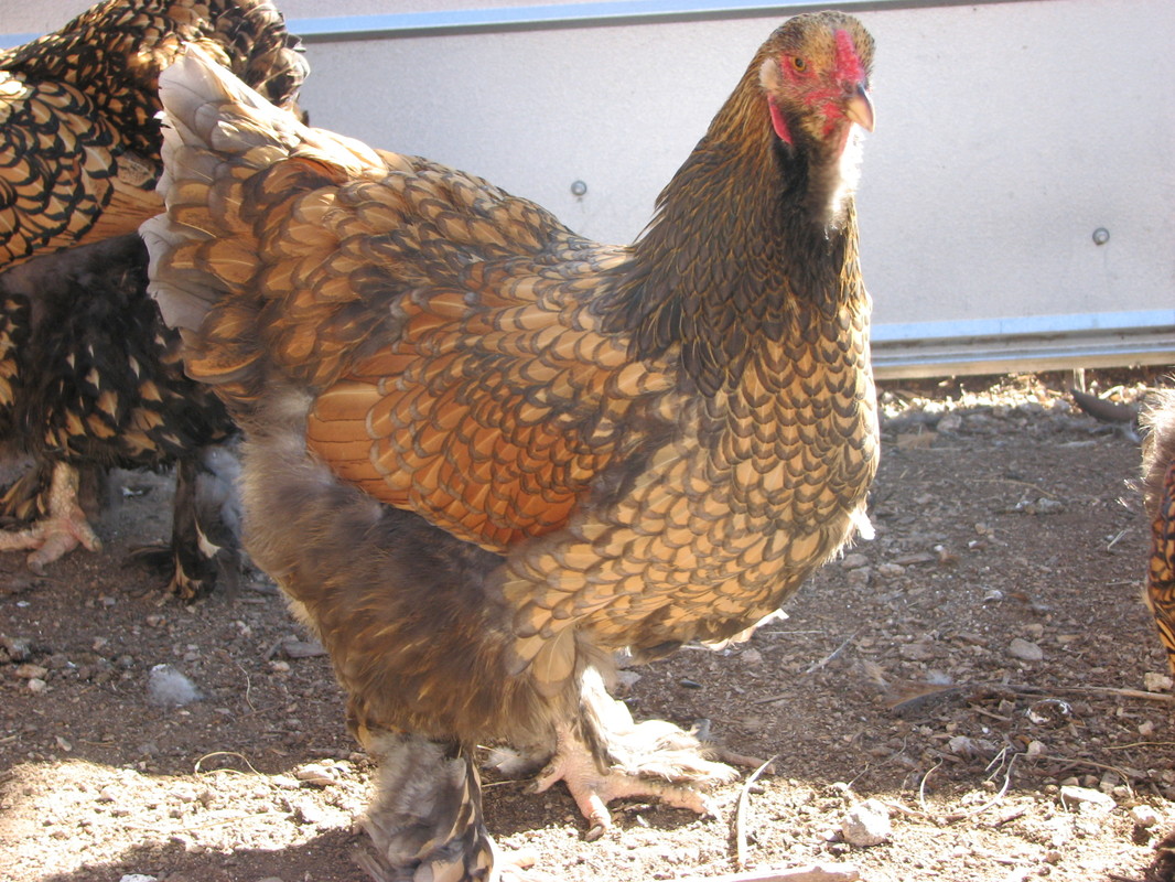 Brahma Chicken Gold Lace Partridge - Pipinchick Silkies